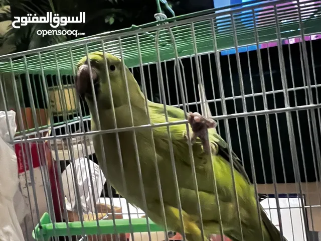 Parrot with a cage for 650