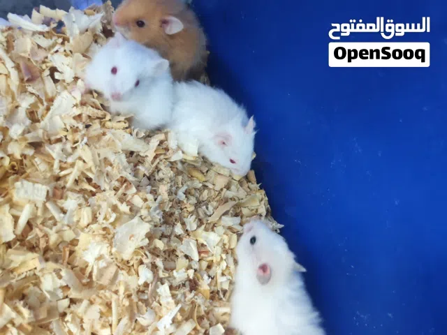 هامستر سوري انتاج مزارع مطعم