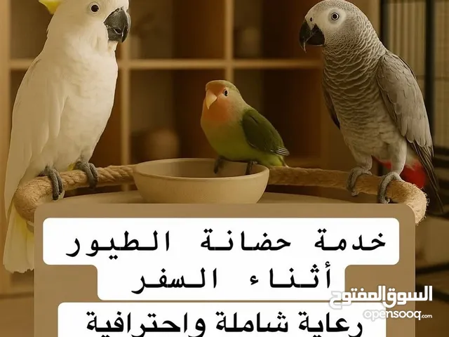 تدريب الطيور