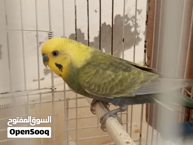 تحتها زوز فروخ وباديه الدحي فالجدي