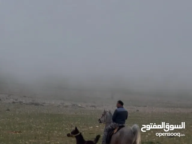 فرس عربيه مسجله للبيع