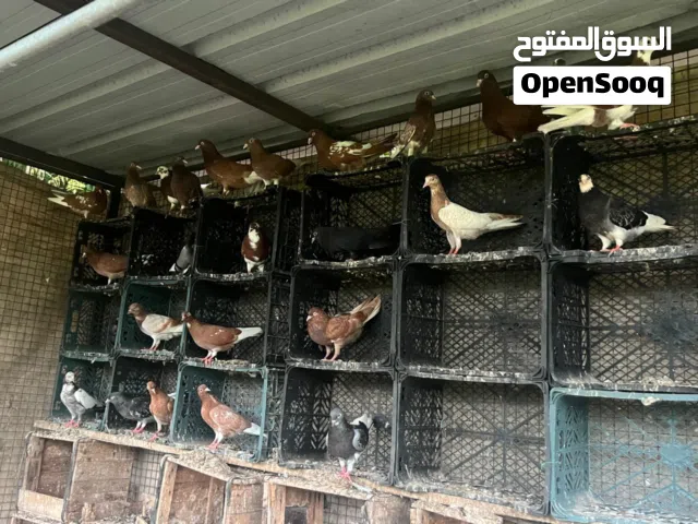 حمام برمنجهام قلاب