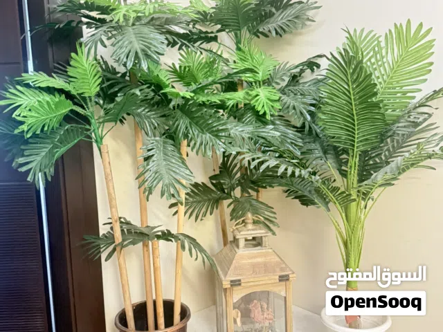 Plants - pick up only in Mangaf.