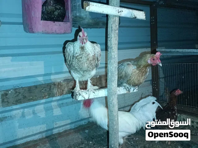 دجاج عرب بياض