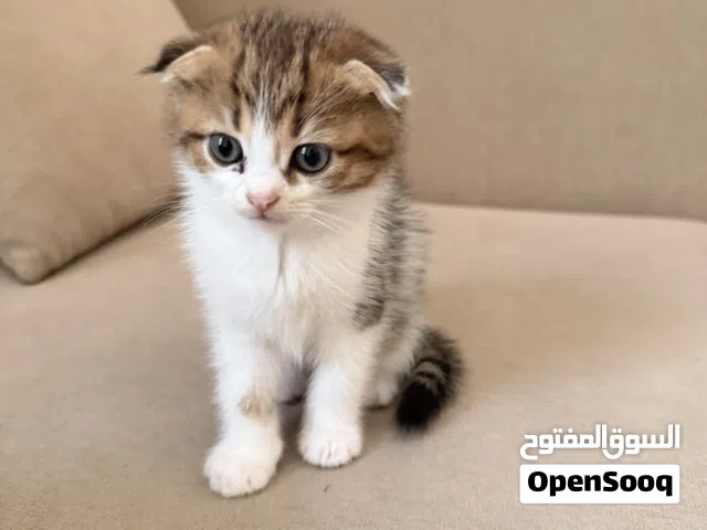 Scottish fold - Persian cat