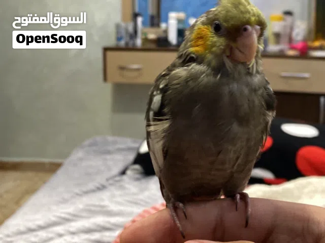 طائر من نوع كروان مفقود في الزرقاء