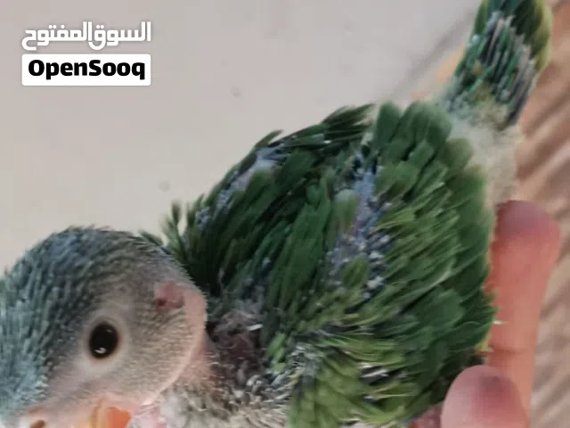 تواصل معي ع واتساب وكتب كلمة  اشتراك اسمك ومن وين وجزاك الله خير فيها انواع مختلفه من طيور