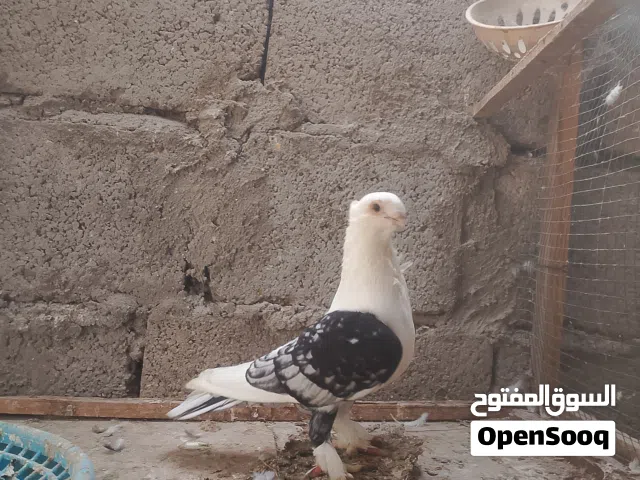 متاح تك فحل فراشه  او مراوس بطيره او فحل راعب