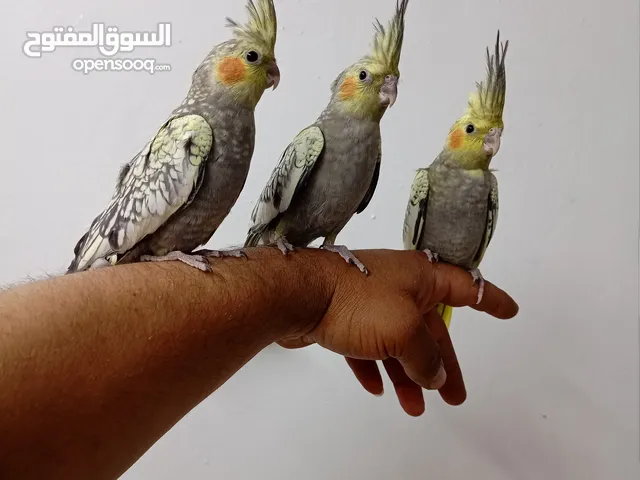 3 جواز كوكتيل 4 جواز حب جوزين روز اخضر جوزين فيشر ازرق طواير كنار 6 فراخ كوكتيل 4 شهور اليفات 16