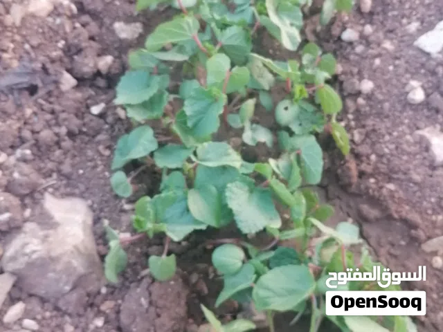 شتل الصيفي ( باميا، فقوس، بندوره، عباد الشمس يقطين) للبيع.