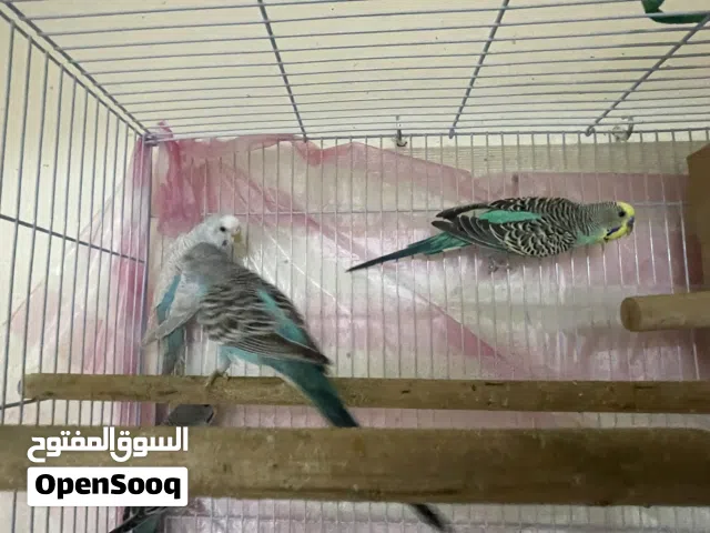budgies for sale pair if you want to video talk to me WhatsApp