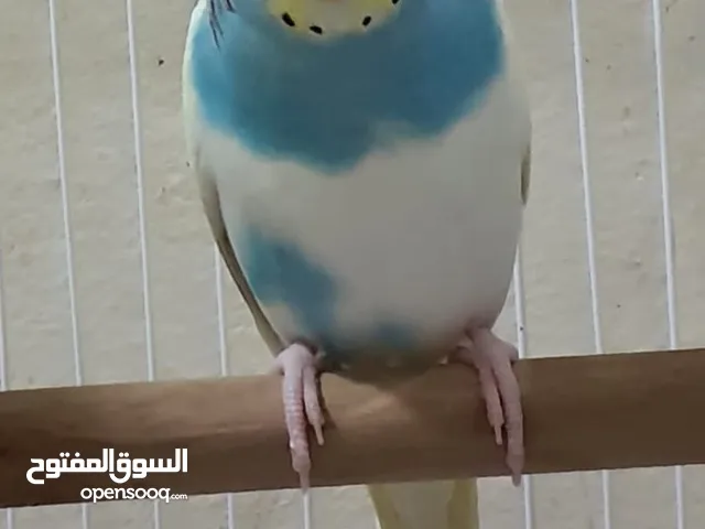 Budgie for 5  Female