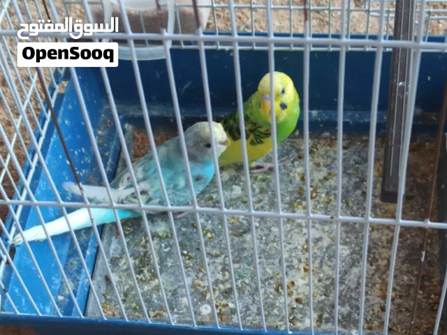 السلام عليكم