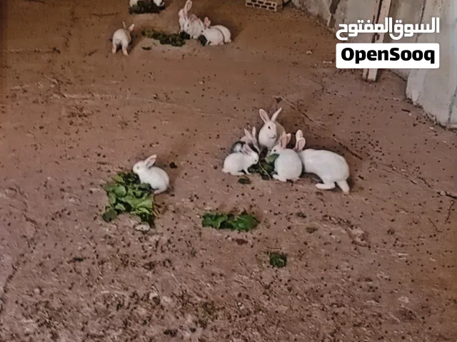 ارانب أحجام مختلفه للبيع
