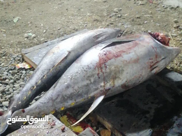 يوجد معانا مالح جيذر عمل ممتاز عينك ع الوصفه بأول