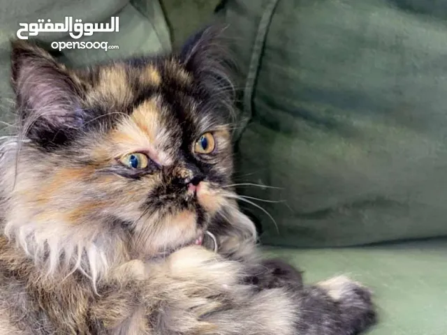 قطه شانسيلا للبيع