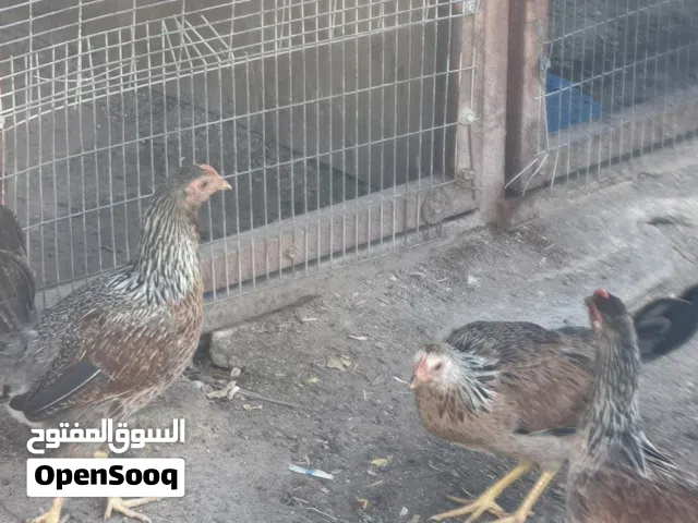 دجاج كويتي