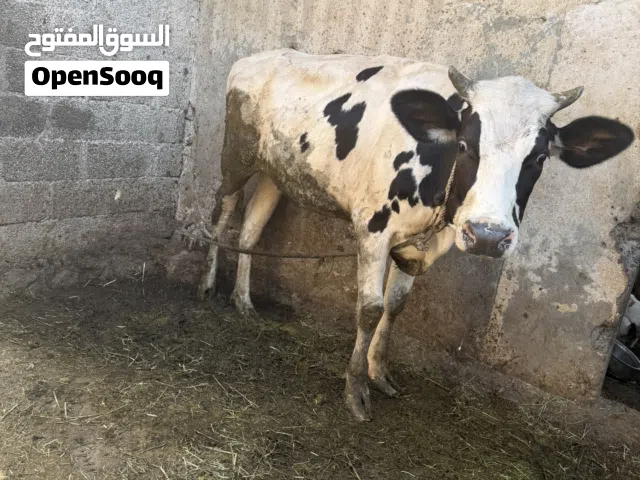 بقر عشار سلالة خارجيهً للبيع