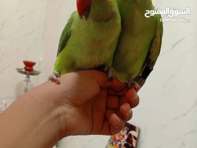 ببغاء دره للبيع بسعر حرق شوف التفاصيل
