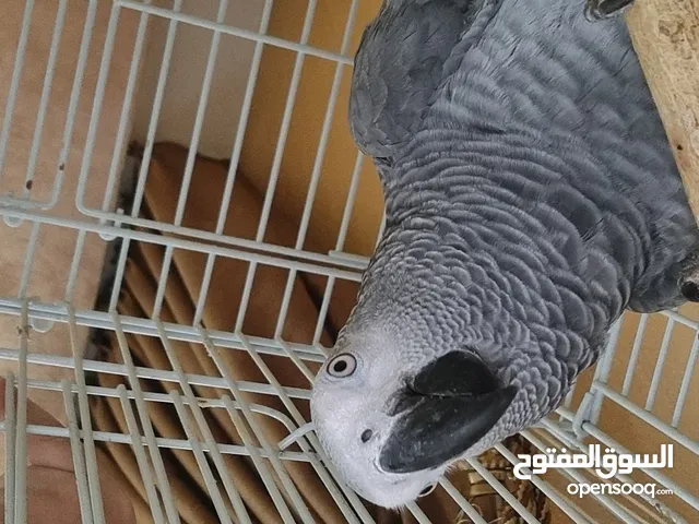 بغبغاء كاسكو للبيع