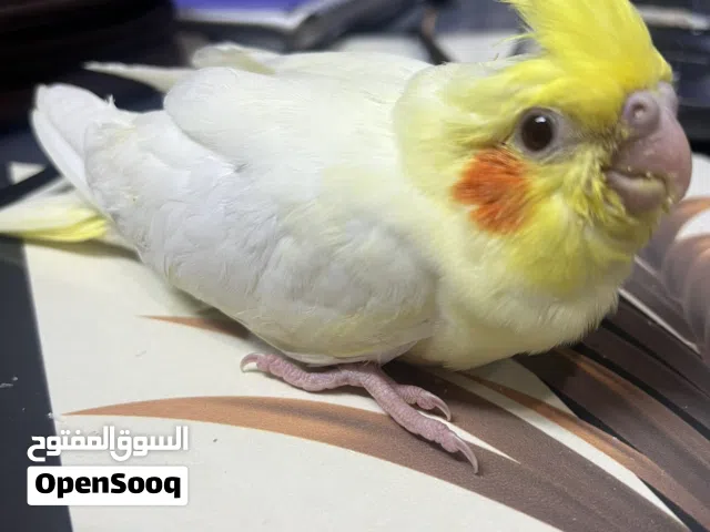 كوكتيل فرخ زق للبيع شكري عين حمرة على الأغلب ذكر ما متأكد منه بس هذه الواضح بل صوره مكاني حي العامل