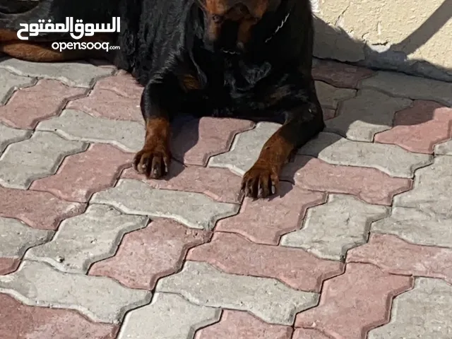 روت ويلر العمر ثلاث سنوات