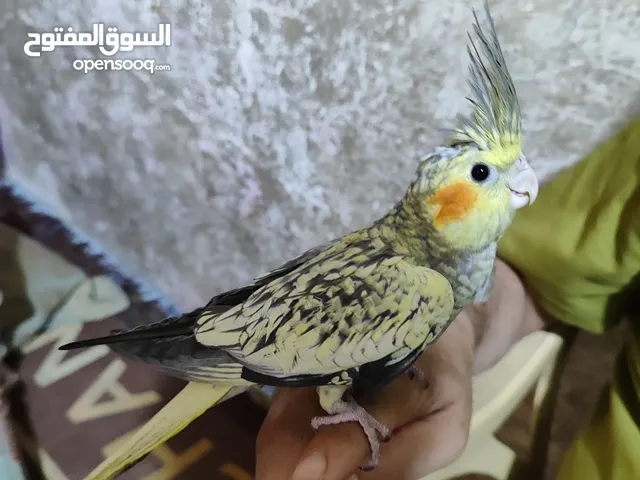 افراخ كوكتيل مفطومة