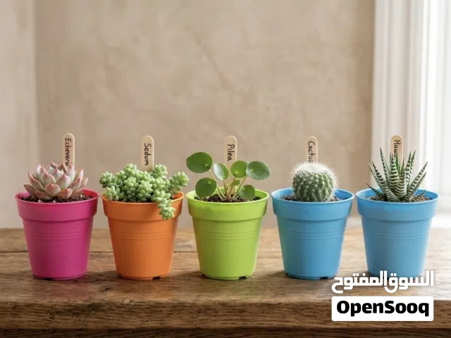 أصيصات زرع صغيرة