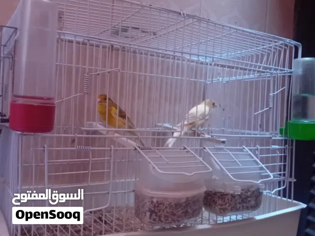 عصافير كناري واتيات الله ايبارك اقرا الوصف