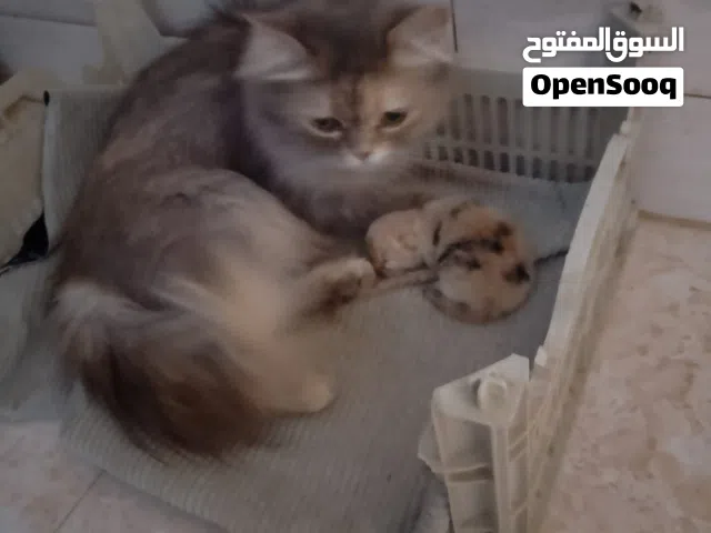 بزونه اليفه جدا هيه وبنتها