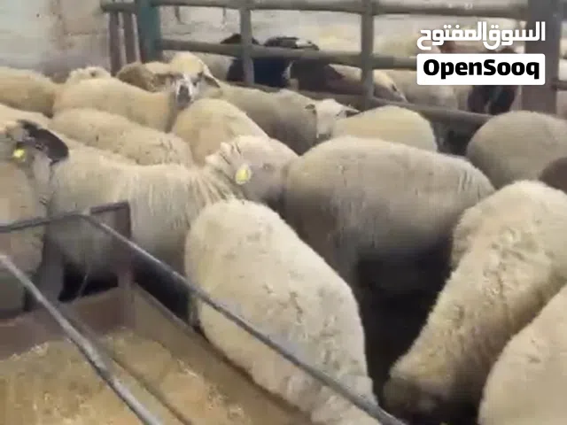 خروف روماني
