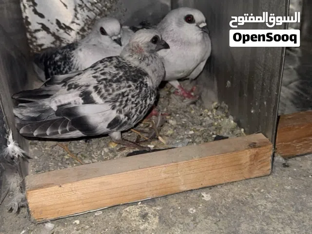جوز بوز ما فرخ