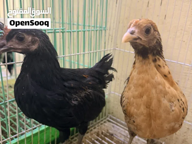 للبيع فروخ فرنسي 1BD