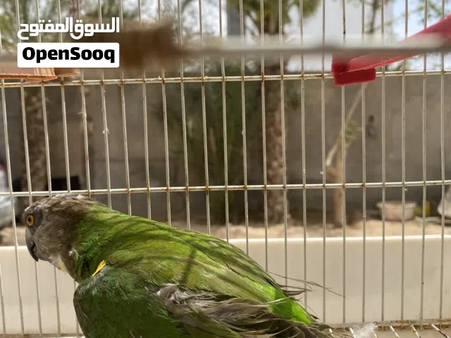 ببغا للبيع