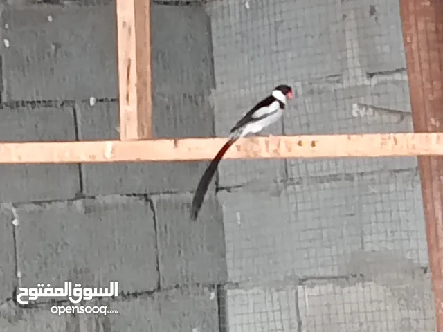 زوج طائر الجنه المغرد مزاويج شرط التغريد وياهن تك مختلف فحل