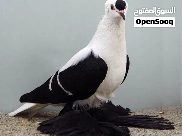 سكسوني عدد4 3 فحول وطيرة