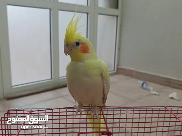 ببغاء كوكتيل لاتينو أبيض