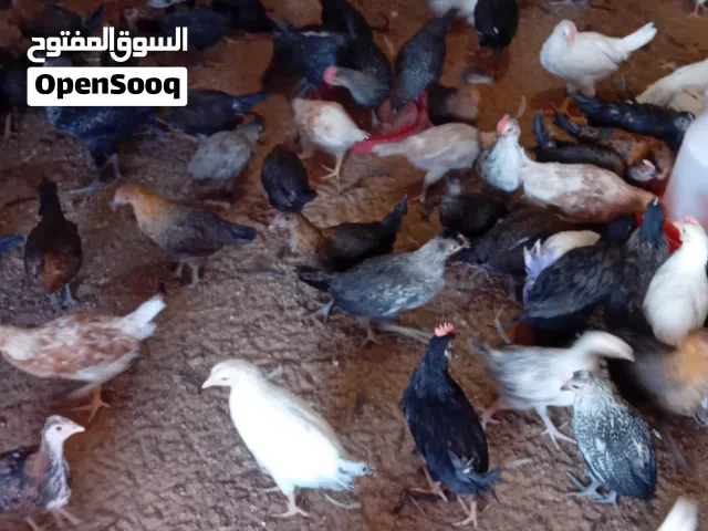 فلاليس عربية للبيع