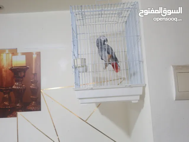 كاسكو ثوب ثلجي