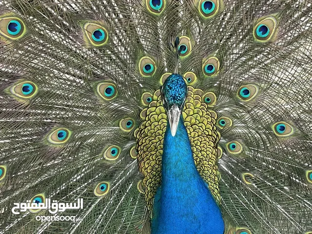 زوج طاووس بياض للبيع 