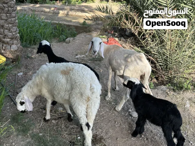 جعد لتربيه ممتازات