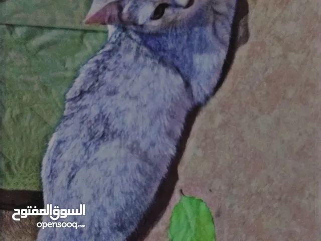 قط البورميلا لليبع اليف