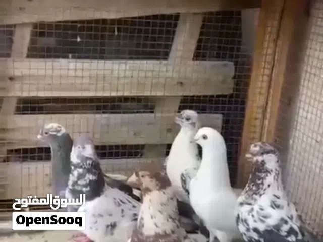 حمام للبيع