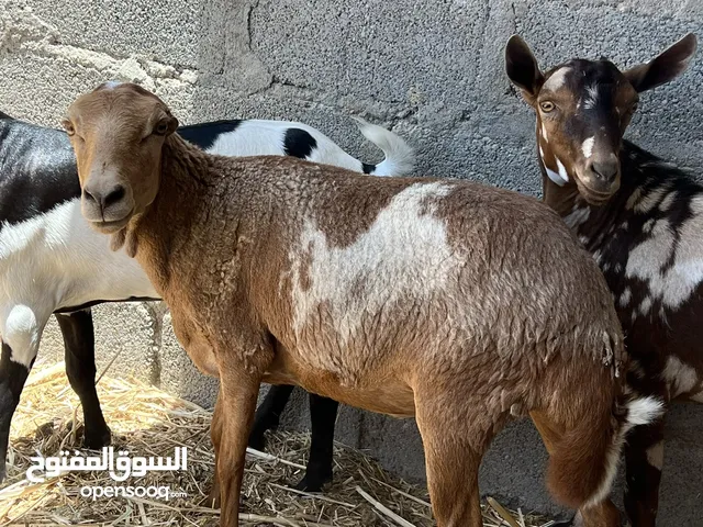 جاعده يمنيه عشار