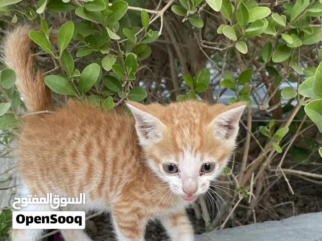 القطبين للتبني