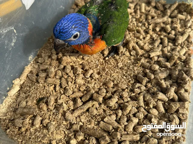 لوري ريمبو Lory rainbow