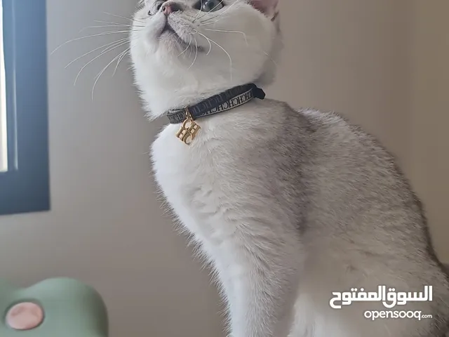 الجميل سكوتش فولد شانشيلا سيلفر
