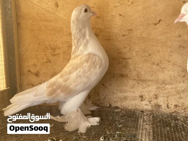 البيع زوج حمام زينه او ل البدل مع زوج حمام حب الرمان