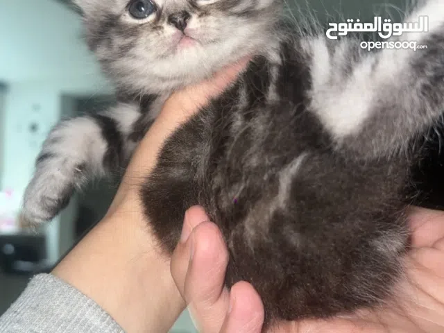 قطط اناث شيرازي سيامي