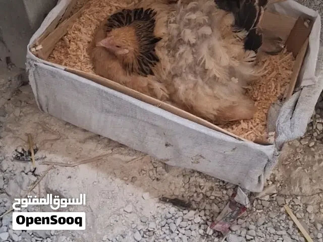 دجاجه براهما بف احمر